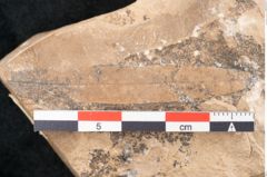 Foto (Detailansicht) von Plantae indet.  (NHMW-GEO-2024-0188-11510)